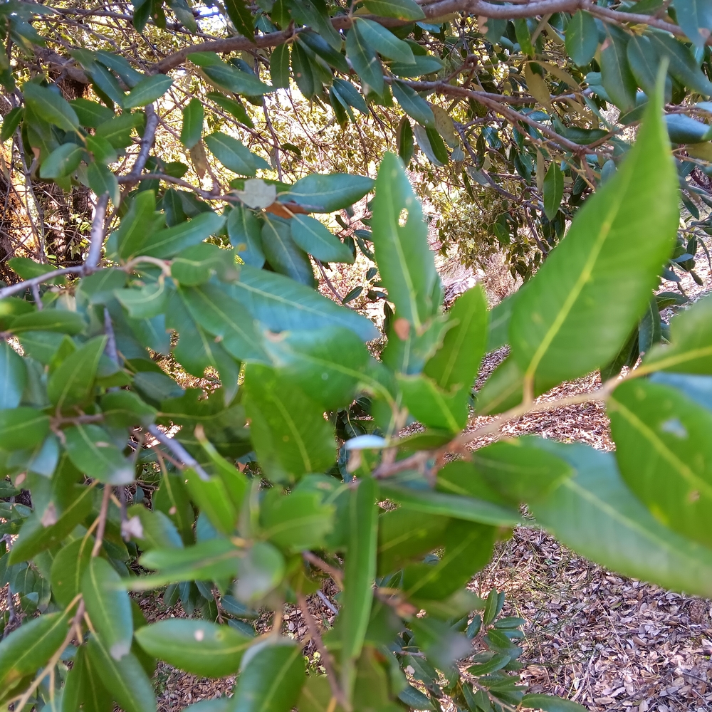Oak Leaves For Pet Substrate Bedding Material